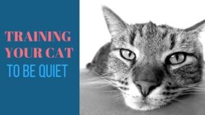training your cat to be quiet