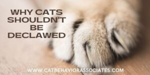 why cats shouldn't be declawed