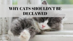 why cats shouldn't be declawed