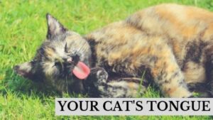 your cat's tongue