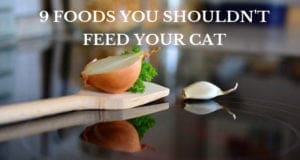9 foods you shouldn't feed your cat