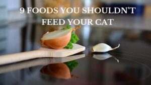 9 foods you shouldn't feed your cat
