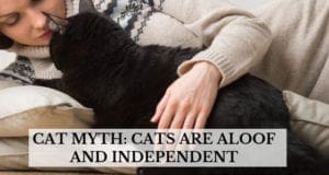 cat myth cats are aloof and independent