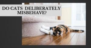 do cats deliberately misbehave
