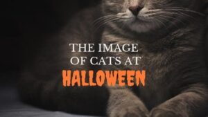 the image of cats at halloween