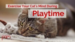 exercise your cat's mind during playtime