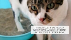 when cats develop negative associations with the litter box