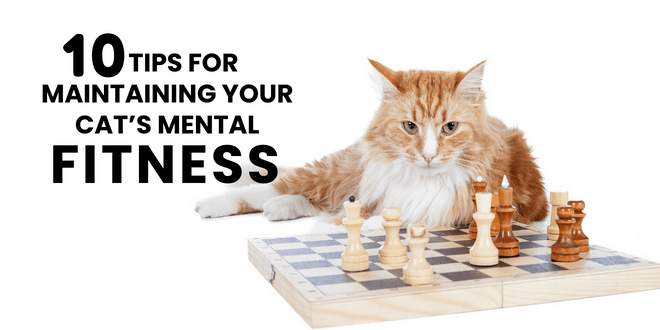 https://catbehaviorassociates.com/wp-content/uploads/2012/12/10-tips-for-maintaining-your-cats-mental-fitness-1.png