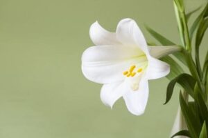 easter lily