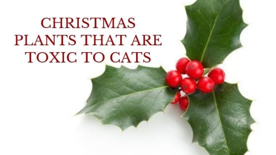 christmas plants that are toxic to cats