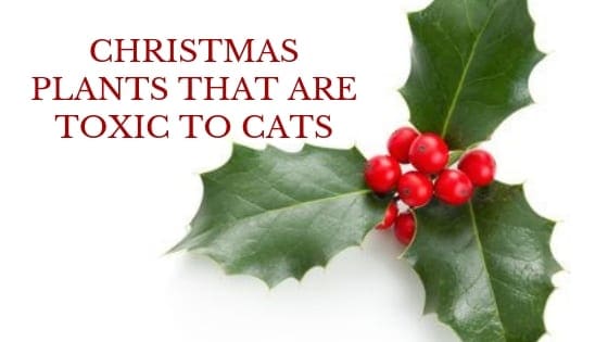 are holly berries poisonous to cats and dogs