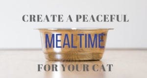 create a peaceful mealtime for your cat
