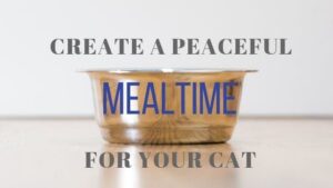 create a peaceful mealtime for your cat