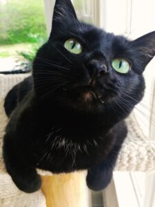 black cat with green eyes