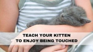teach your kitten to enjoy being touched