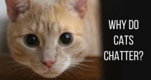why do cats chatter