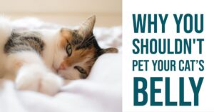 why you shouldn't pet your cat's belly