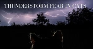 thunderstorm fear in cats