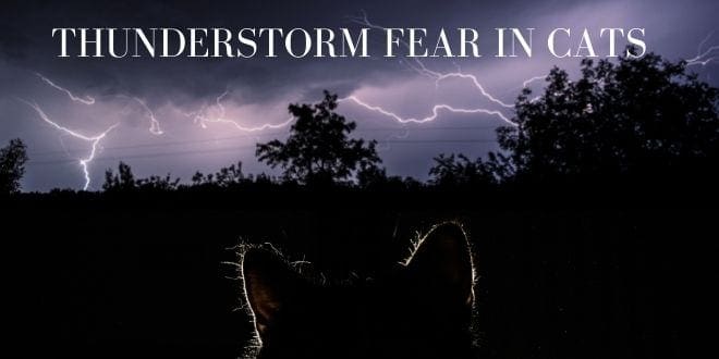 thunderstorm fear in cats