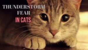 thunderstorm fear in cats