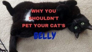 why you shouldn't pet your cat's belly