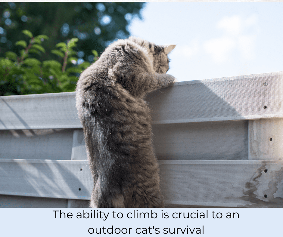 Why your cat needs to climb Cat development