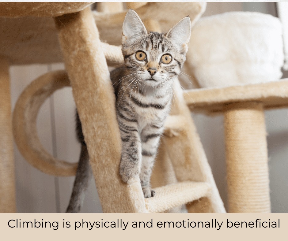climbing is physically and emotionally beneficial to cats
