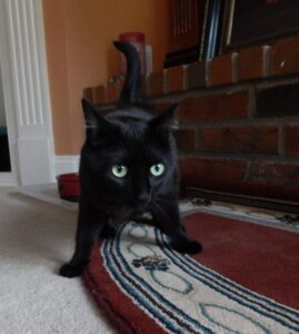 black cat with green eyes, standing on carpet