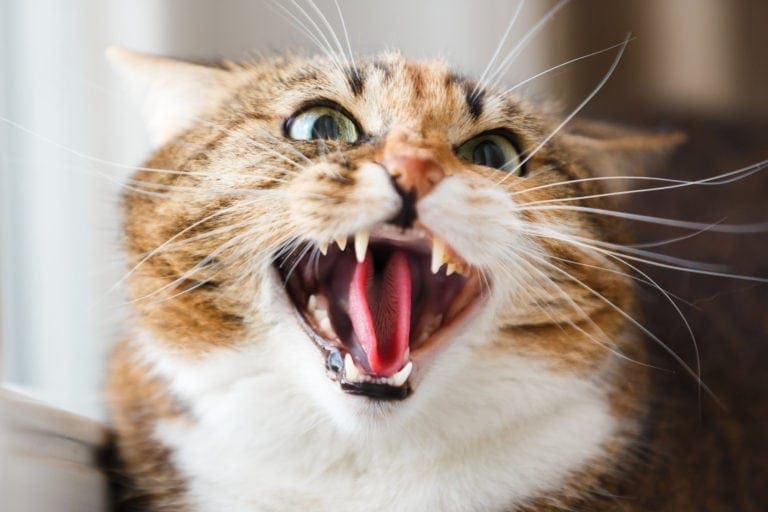 Cat behavior | Why Cats Hiss