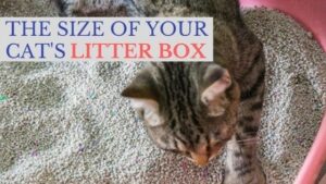 the size of your cat's litter box