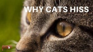 why cats hiss