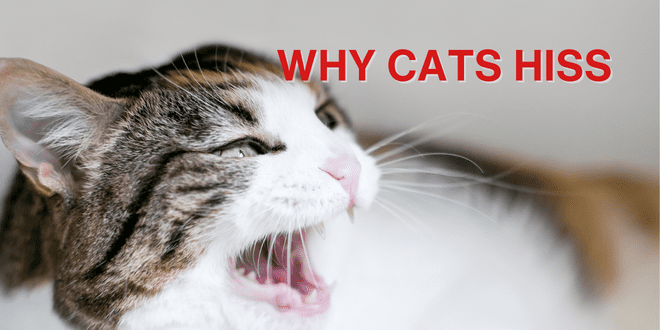 Pet Hemp Company - Why Do Cats Hiss? Cat hissing is one of the many sounds  cats make when they: - are annoyed or angry - feel threatened or scared - or