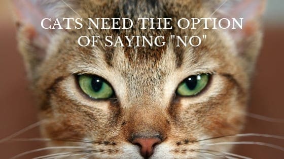 Cat Behavior | Cats Need the Option of Saying No