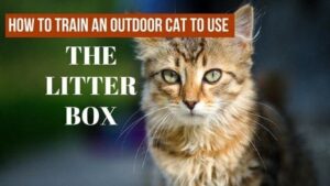 how to train an outdoor cat to use the litter box