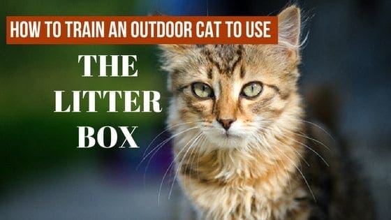 Cat Litter Box How to Litter Box Train an Outdoor Cat