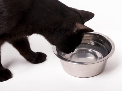 black cat drinking water