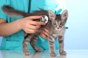 kitten being examined
