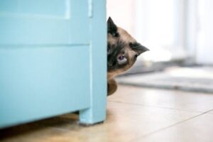 siamese cat peeking around cabinet
