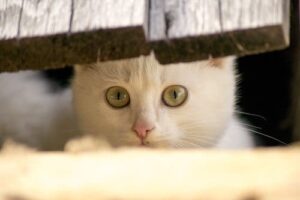 cat peering out from fence