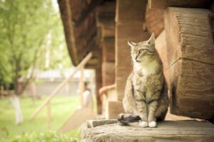 cat sitting outdoors