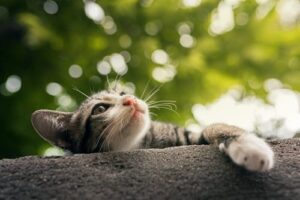 outdoor cat looking up