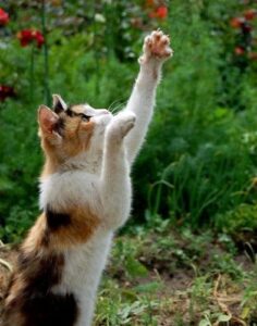 warm weather safety for cats