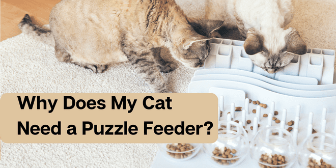 Cat Puzzle Feeder, Why Your Cat Needs A Puzzle Feeder