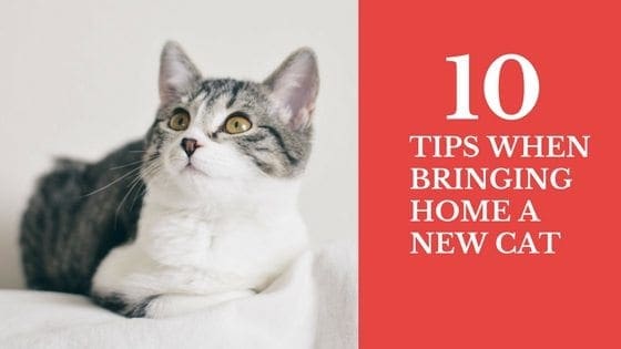 Cat Behavior | Tips for Bringing Home a 