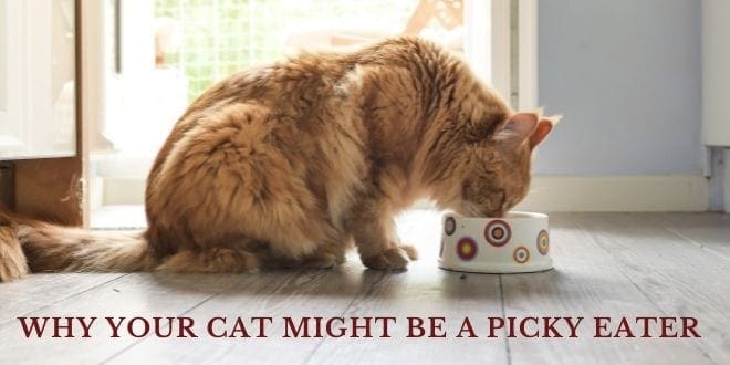 why your cat might be a picky eater