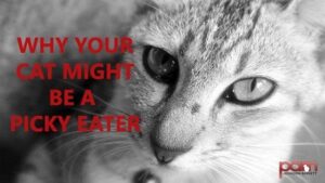 why your cat might be a picky eater