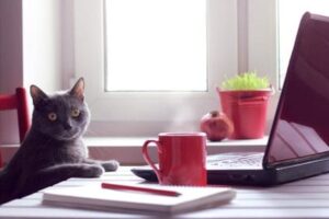 cat near laptop and coffee cup