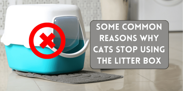 Cat Behavior | Reasons Why Cats Stop Using The Litter Box