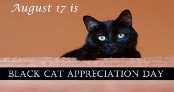 Black Cat Appreciation Day - Answers, Why, When & How of ...