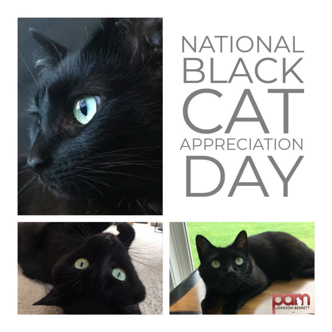 Black Cat Appreciation Day